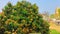 Mango flower blossom, inflorescence and immature fruits of an `Alphonso` mango tree.