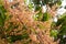 Mango flowers branch on tree