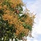 Mango flowers on the tree in Kep town, Cambodia