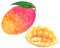 Mango fruit  clipart set. Hand drawn watercolor illustration