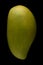 Mango fruit growing in tropical for country export abroad images of mango showing development of fruit