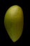 Mango fruit growing in tropical for country export abroad images of mango showing development of fruit