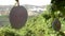 Mango fruit hanging at branch of tree with a plantation of tropical fruit trees in background