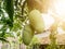 Mango fruit hanging in the yard