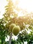 Mango fruit hanging in the yard