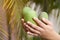 Mango fruit harvest