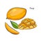 Mango fruit sketch vector illustration