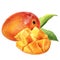 Mango fruit watercolor isolated on white background
