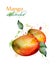 Mango fruit watercolor Vector. Delicious colorful isolated designs