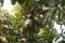 Mango fruits damage from pest, rotten