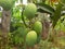 Mango fruits green color fruit nature agriculture scenery