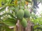 Mango fruits green color fruit nature agriculture scenery