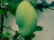 Mango fruits photography green mango trees fruits photography