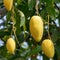 Mango fruits on a tree