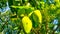 Mango Fruits On A Tree Stock Image
