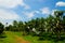 Mango garden with blue sky