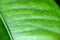 Mango leaf texture in close up photos, macro photos, focus selection, can be used as background and wallpaper