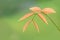 Mango leave ,Soft top of tree isolate on green background