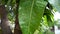 Mango leaves infected by pest.Mango leaf gall midge (Erosomyia mangiferae) in an Indian Garden