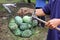 Mango in long handled fruit picker