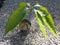 Mango newly germinated plant in a pot