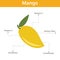 Mango nutrient of facts and health benefits, info graphic fruit