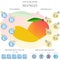 Mango nutrition facts and health benefits infographic