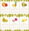 Mango and Pineapple and Banana Posters Vector