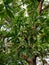 MANGO tree with 3 young mango fruits hanging from the bunch