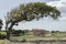 Mango Tree Arch Over Landscape