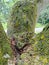 Mango tree branches filled with mold and mildew