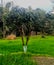 Mango Tree in Crop Field Himachal Pradesh India Background