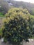 Mango Tree in Forest Himachal Pradesh India 1