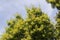 Mango Tree laden with Flowers in India