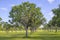 Mango Tree in a Mango Grove