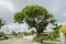 Mango Tree By The Roadside