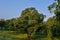 mango tree and sky