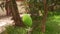 Mango tree with small mangoes hanging.