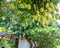 Mango trees abound in the northwest town of Broome