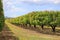 Mango trees on farm. Mango plantation