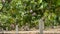 Mango tropical fruit hanging at branch in a plantation full of mangoes