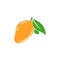 Mango tropical juicy fruit vector isolated illustration.