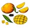Mango vector drawing. Hand drawn tropical fruit illustration. Whole and sliced objects