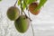 Mangoes Against The Background Of Cloudy Sky