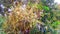 Mangoes flowers close up