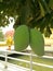 Mangoes fruits green fresh hanging on tree in the garden closeup.