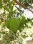 Mangoes fruits natural not cutted
