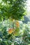 Mangoes hanging from tropical fruit tree