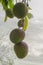 Mangoes In Line Against Cloudy Background