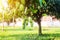 Mangoes on the tree,Fresh fruits hanging from branches